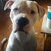 Tank is registered to the contest to win money with this photo: dog, white_dog, heterochromia, blue_eye, brown_eye, indoor, carpet, table, cup, wooden_furniture, pet, animal, close_up, portrait, curious, ears, snout, paw, canine, companion
