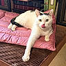 Shotgun joined the competition — help win amazing prizes! cat, white_cat, black_markings, pet, indoor, cushion, pink_cushion, stretching, licking_nose, feline, relaxed, mammal, domestic_animal, fur, whiskers, green_eyes, floor, furniture, books, home