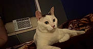 Shotgun is registered to the contest to win money with this photo: cat, white_cat, black_markings, pet, indoor, blanket, resting, curious, animal, feline, cozy, window, air_conditioner, dark_room, fur, whiskers, ears, paws, bed, relaxed