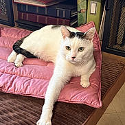Shotgun is registered to the contest to win money with this photo: cat, white_cat, black_markings, pet, cute, animal, indoor, cushion, pink_cushion, furniture, relaxed, paw, looking, eyes, fur, home, bookshelf, shelf, cozy, resting