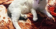 Shotgun joined the competition — help win amazing prizes! animal, bed, blanket, cat, comfort, cozy, cute, domestic_animal, ears, feline, fur, indoor, lying_down, patterned_blanket, paw, pet, relaxed, resting, soft_light, white_cat