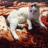 cat, white_cat, animal, pet, feline, lying_down, blanket, patterned_blanket, indoor, resting, fur, ears, paw, relaxed, cozy, soft_light, bed, comfort, cute, domestic_animal