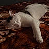 Shotgun joined the competition — help win amazing prizes! cat, sleeping, indoor, pet, white_cat, black_spots, blanket, brown, cozy, relaxed, paw, fur, animal, resting, bed, cute, domestic_cat, quiet, peaceful, sleep