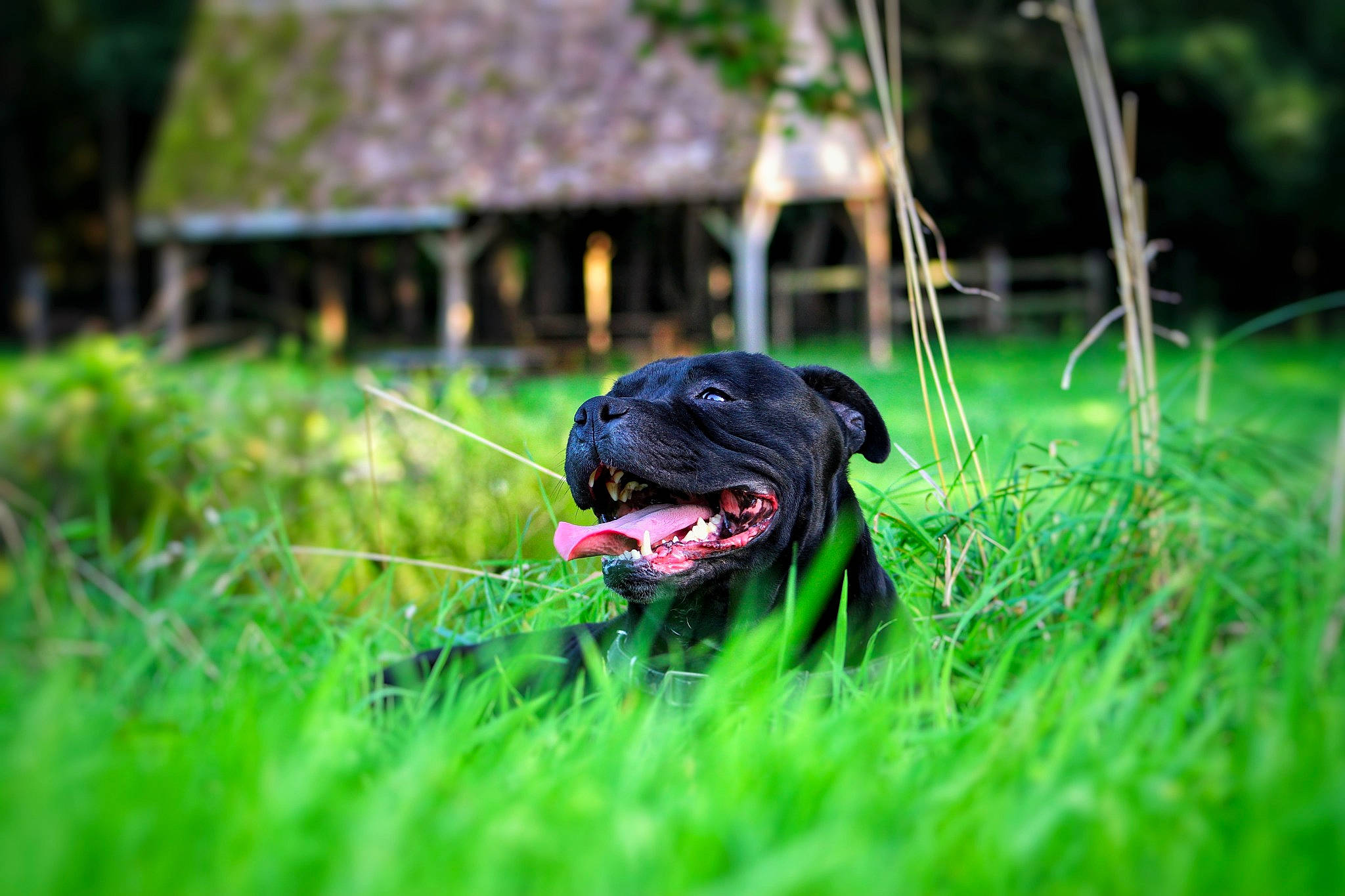 Sirius participe au concours pour gagner de l'argent avec cette photo : borador, canidae, carnivore, companion_dog, dog, dog_breed, grass, grassland, guard_dog, molosser, non_sporting_group, plant, pug, puppy, snout, sporting_group, terrestrial_animal, toy_dog, working_animal, working_dog