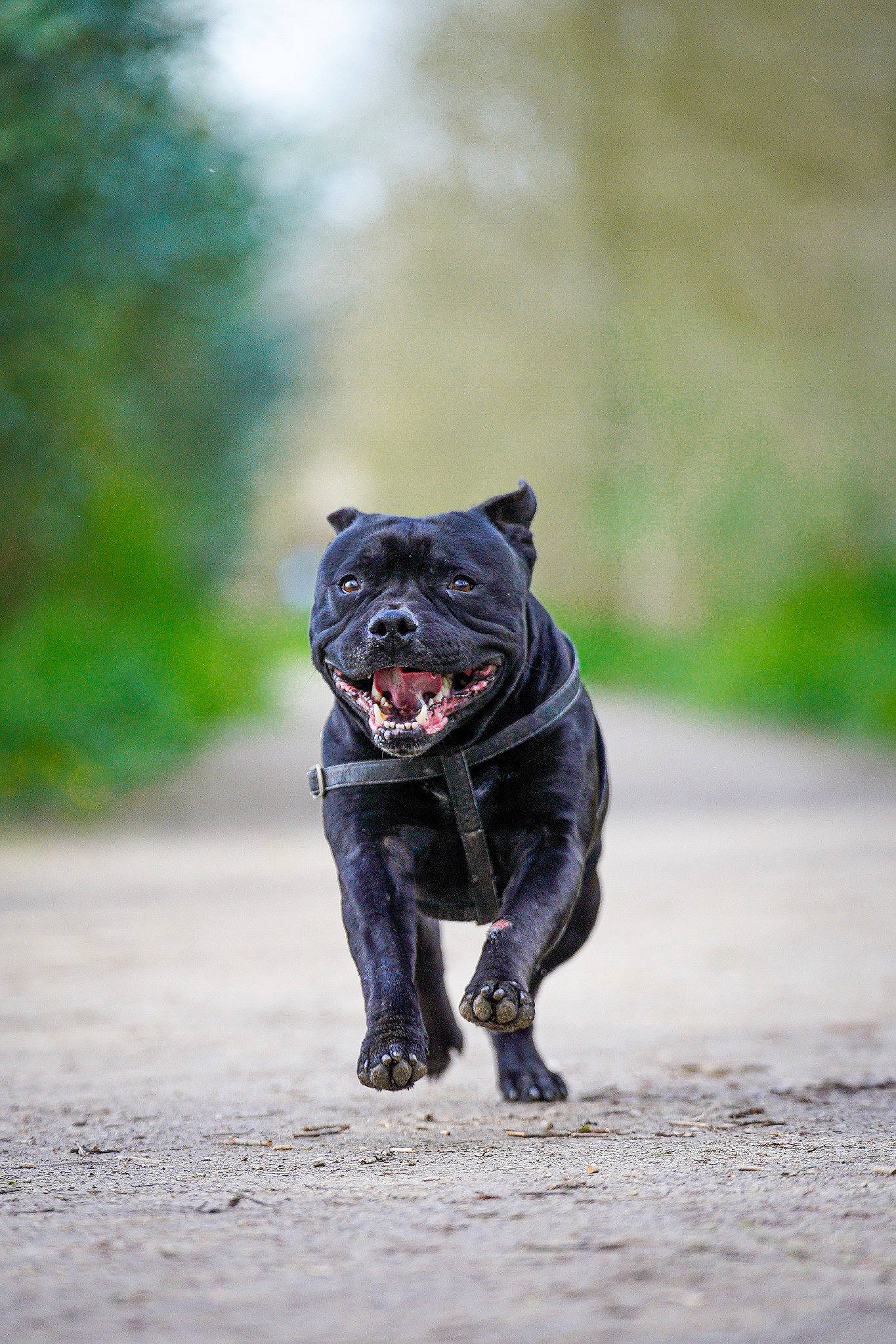 Sirius participe au concours pour gagner de l'argent avec cette photo : canidae, carnivore, companion_dog, dog, dog_breed, fawn, felidae, grass, leash, personal_protective_equipment, small_to_medium_sized_cats, snout, sporting_group, tail, terrestrial_animal, terrier, toy_dog, walking, whiskers, working_animal