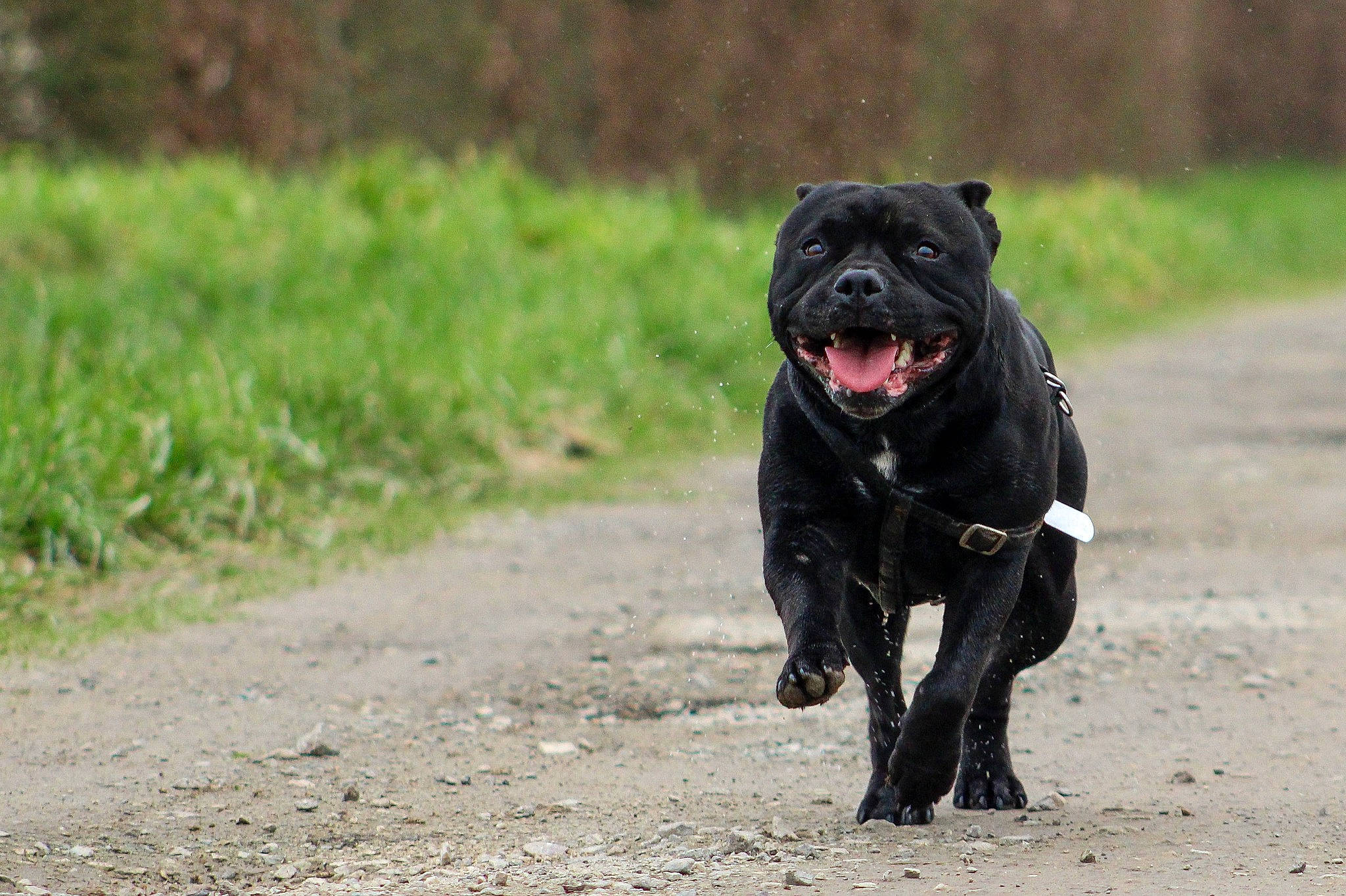 Sirius participe au concours pour gagner de l'argent avec cette photo : borador, canidae, carnivore, collar, companion_dog, dog, dog_breed, dog_collar, grass, guard_dog, hunting_dog, non_sporting_group, snout, sporting_group, terrestrial_animal, working_animal, working_dog