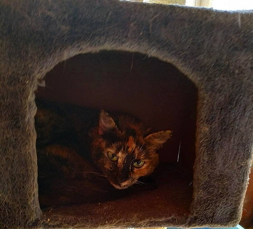 Mindy a rejoint le concours — aidez-le/la à gagner de superbes lots ! brown, carnivore, cat, cat_bed, cat_supply, comfort, domestic_short_haired_cat, fawn, felidae, fur, mammal, pet_supply, small_to_medium_sized_cats, snout, tail, terrestrial_animal, vertebrate, whiskers, window, wood