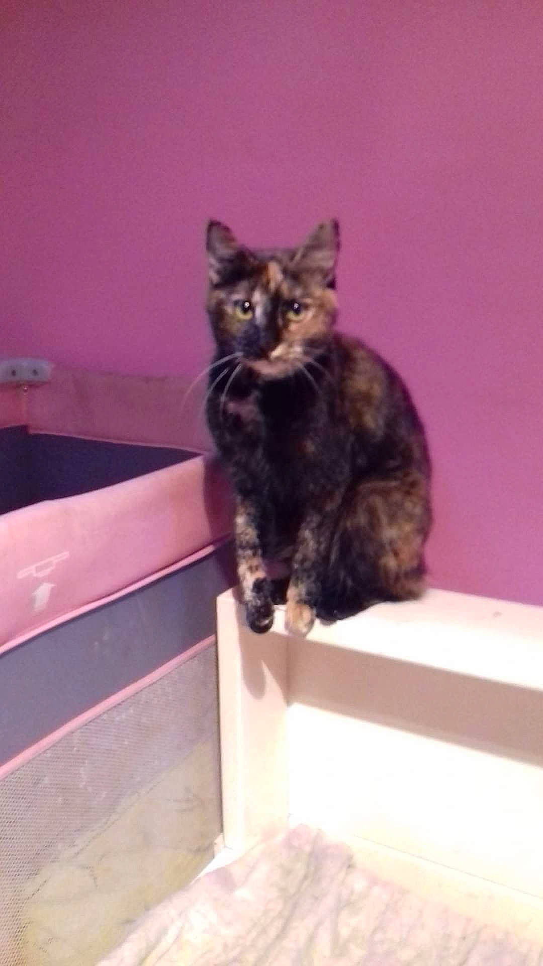 Mindy a rejoint le concours — aidez-le/la à gagner de superbes lots ! carnivore, cat, domestic_short_haired_cat, felidae, flooring, fur, paw, small_to_medium_sized_cats, snout, tail, terrestrial_animal, whiskers, wood