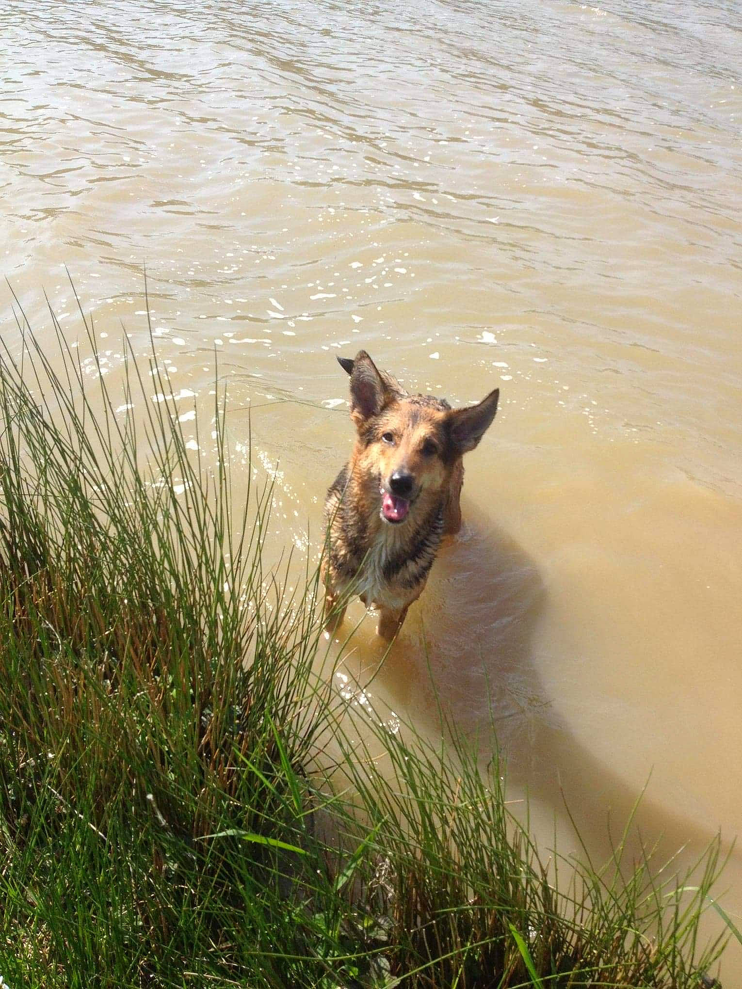 Vénusia participe au concours pour gagner de l'argent avec cette photo : canidae, carnivore, collar, companion_dog, dog, dog_breed, east_european_shepherd, fawn, german_shepherd_dog, grass, herding_dog, lake, landscape, old_german_shepherd_dog, plant, sporting_group, tail, water, working_animal, working_dog