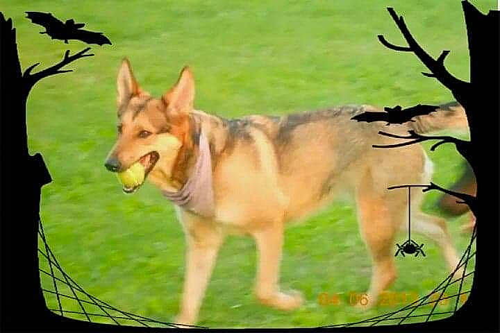 Vénusia participe au concours pour gagner de l'argent avec cette photo : ancient_dog_breeds, carnivore, companion_dog, dingo, dog, dog_breed, fawn, grass, herding_dog, non_sporting_group, plant, sporting_group, tail, terrestrial_animal, tree, working_animal, working_dog