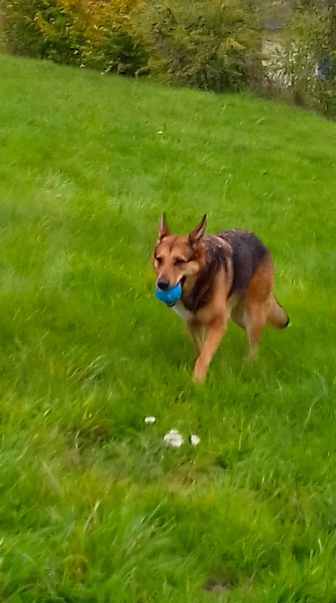 Vénusia a rejoint le concours — aidez-le/la à gagner de superbes lots ! canidae, carnivore, companion_dog, dog, dog_breed, dog_supply, east_european_shepherd, fawn, grass, grassland, groundcover, herding_dog, king_shepherd, lawn, old_german_shepherd_dog, plant, recreation, sporting_group, tail, working_dog