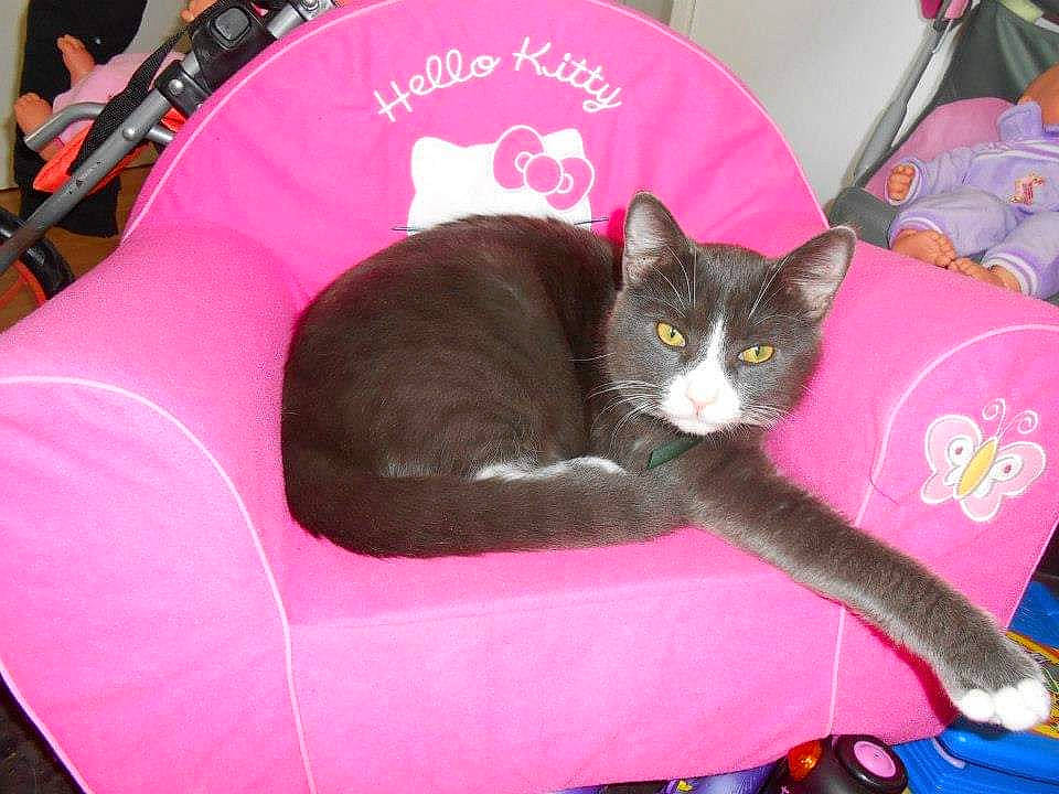 Moustache participe au concours pour gagner de l'argent avec cette photo : black_cat, box, carnivore, cat, cat_bed, cat_supply, comfort, couch, domestic_short_haired_cat, felidae, fur, lap, magenta, paw, pet_supply, pink, small_to_medium_sized_cats, tail, vertebrate, whiskers