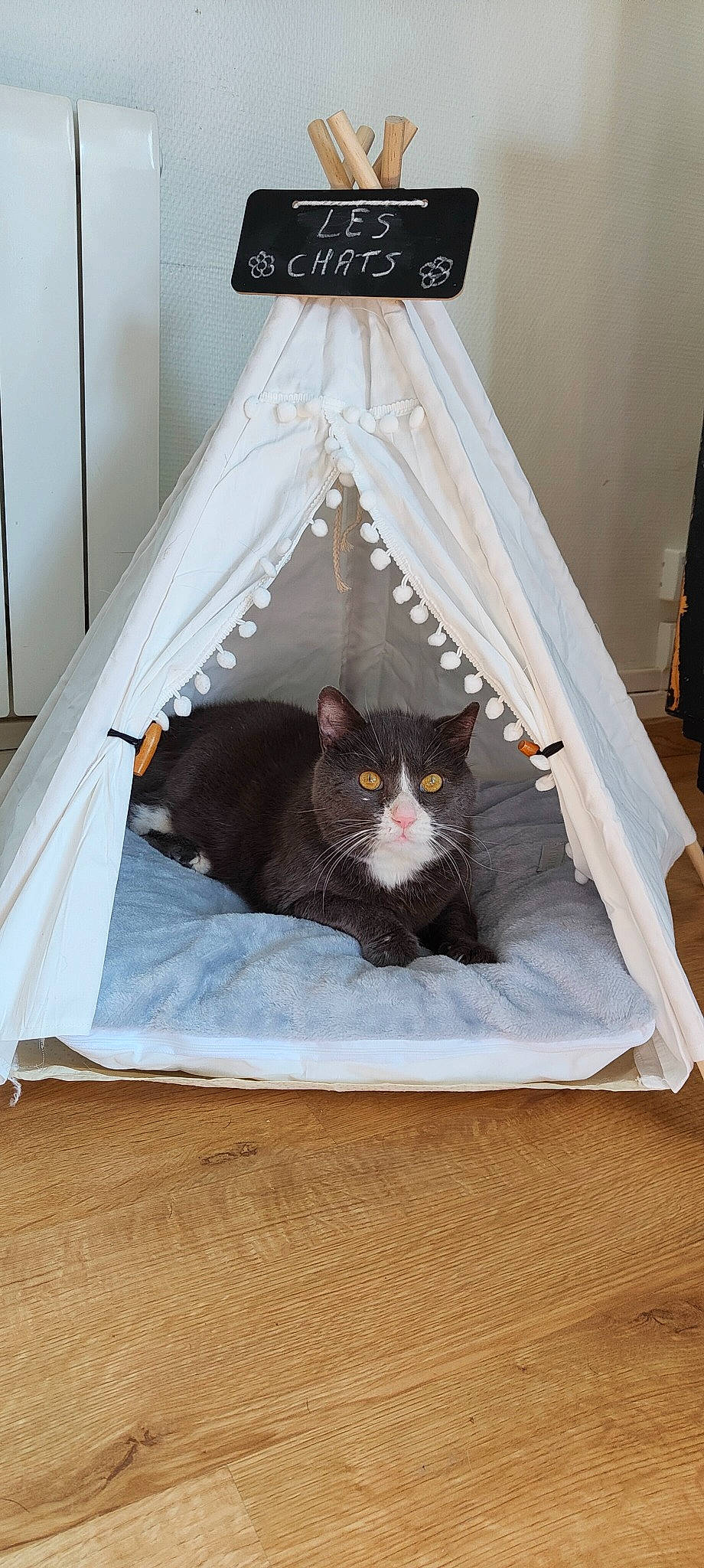 Moustache a rejoint le concours — aidez-le/la à gagner de superbes lots ! bag, black_cat, box, cardboard, carnivore, cat, cat_supply, comfort, domestic_short_haired_cat, felidae, fur, grey, linens, packaging_and_labeling, pet_supply, room, small_to_medium_sized_cats, tail, whiskers, wood