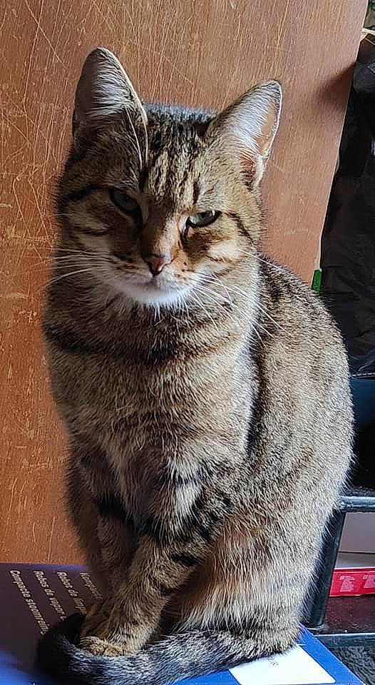 Dulcinée participe au concours pour gagner de l'argent avec cette photo : carnivore, cat, claw, domestic_short_haired_cat, felidae, fur, paw, sitting, small_to_medium_sized_cats, snout, tail, terrestrial_animal, tree, whiskers, wildlife, window