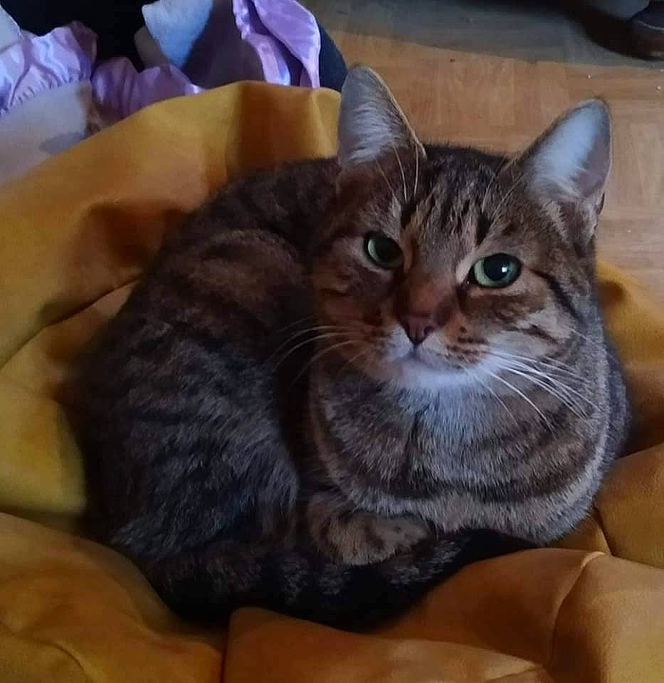 Dulcinée a rejoint le concours — aidez-le/la à gagner de superbes lots ! box, carnivore, cat, cat_supply, comfort, domestic_short_haired_cat, felidae, fur, paw, small_to_medium_sized_cats, snout, whiskers, window