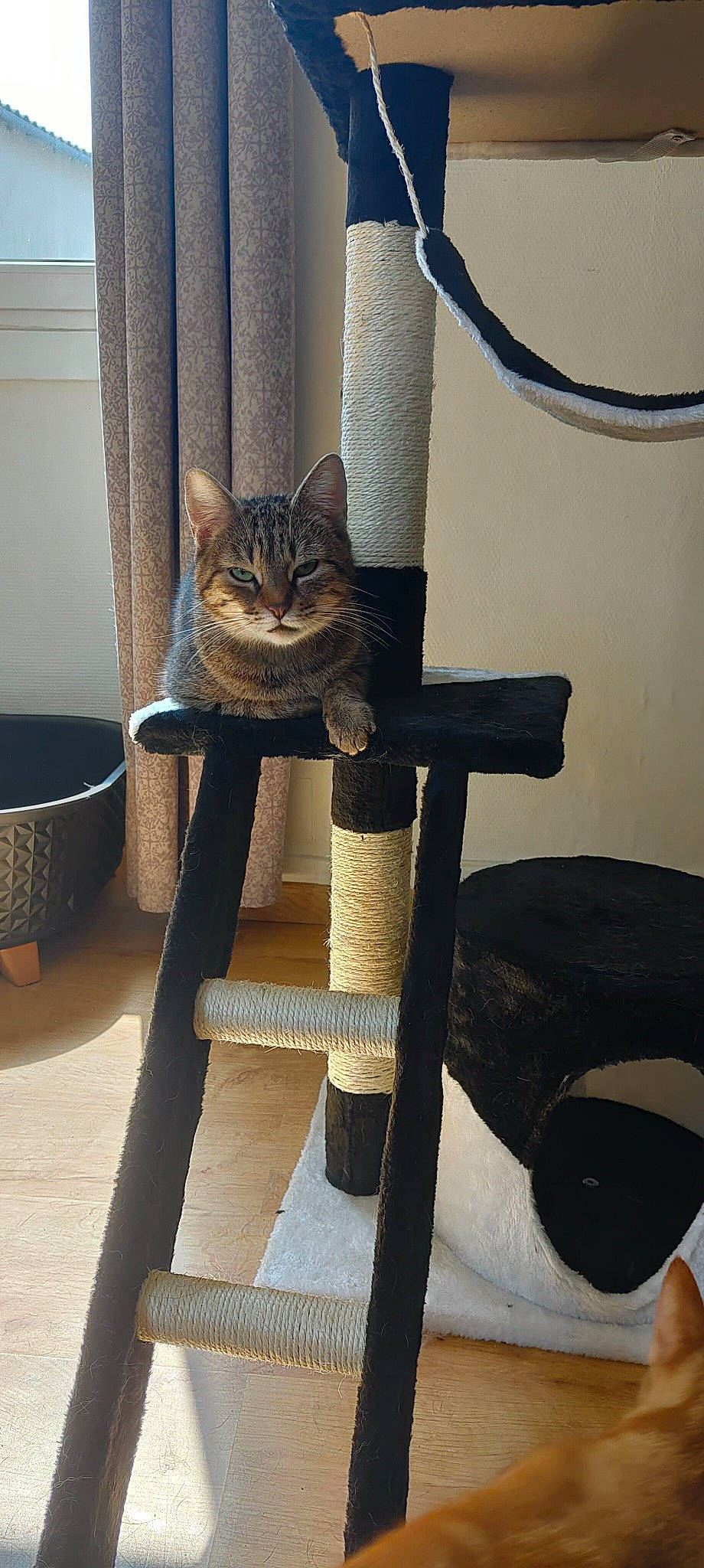 Dulcinée a rejoint le concours — aidez-le/la à gagner de superbes lots ! carnivore, cat, cat_supply, chair, domestic_short_haired_cat, door, felidae, flooring, fur, grey, metal, pet_supply, plant, room, small_to_medium_sized_cats, tail, terrestrial_animal, twig, whiskers, wood