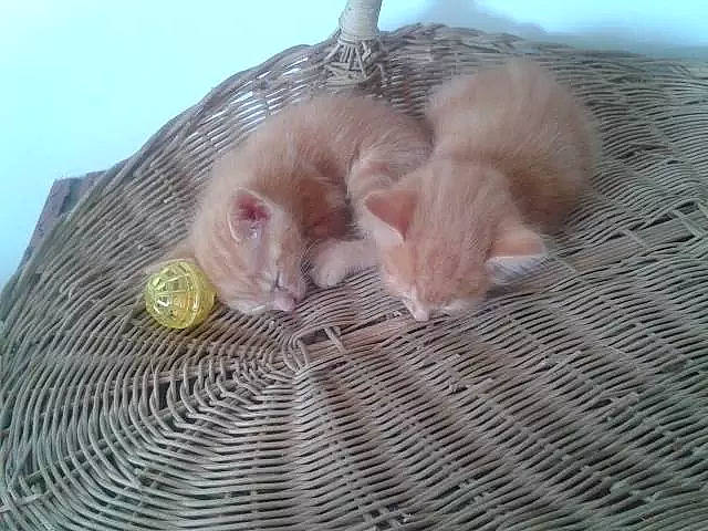 Tigrou a rejoint le concours — aidez-le/la à gagner de superbes lots ! animal_shelter, carnivore, cat, claw, comfort, domestic_short_haired_cat, fawn, felidae, fur, hamster, mouse, muroidea, nap, paw, rodent, small_to_medium_sized_cats, snout, tail, whiskers, wood