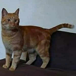 Tigrou