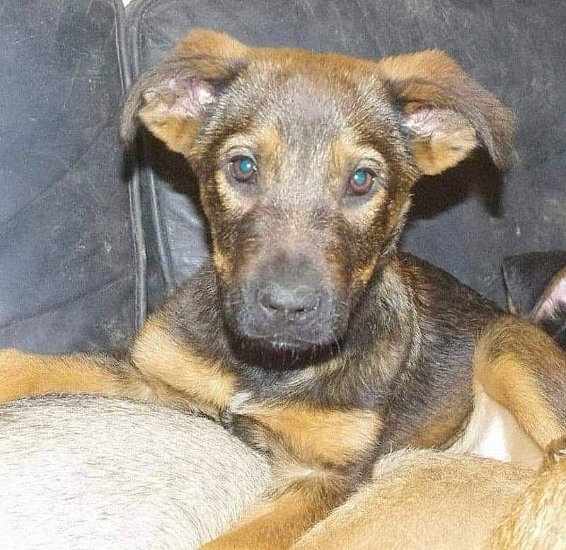 Lia participe au concours pour gagner de l'argent avec cette photo : canidae, carnivore, companion_dog, dog, dog_breed, ear, eye, fawn, fur, liver, paw, pet_supply, puppy, snout, sporting_group, terrestrial_animal, whiskers, working_animal, working_dog