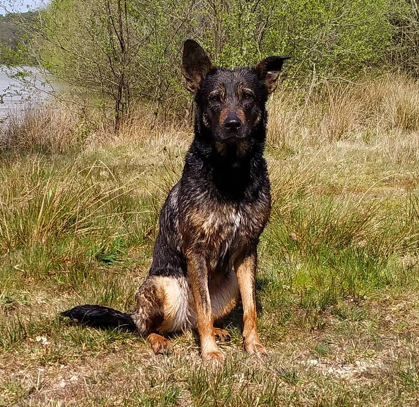 Lia participe au concours pour gagner de l'argent avec cette photo : australian_cattle_dog, canidae, carlin_pinscher, carnivore, dog, dog_breed, grass, guard_dog, herding_dog, hunting_dog, plant, snout, sporting_group, terrestrial_animal, wildlife, working_animal, working_dog