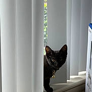 Shadow is registered to the contest to win money with this photo: bell, black_cat, blinds, box, carpet, collar, curious, ears, indoor, kitten, peeking, playstation, portrait, ps5_box, shadow, sunlight, vertical_blinds, whiskers, window, windowsill