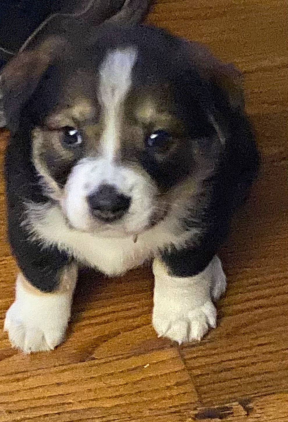 Lacy is registered to the contest to win money with this photo: ancient_dog_breeds, beaglier, bored, canidae, carnivore, companion_dog, dog, dog_breed, fur, snout, sporting_group, toy_dog, whiskers, wood, working_animal, working_dog