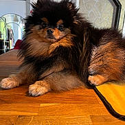 Valentino participe au concours pour gagner de l'argent avec cette photo : dog, pomeranian, fluffy, pet, indoor, wooden_surface, fur, black, tan, cozy, home, mirror, stone_wall, stove_pipe, relaxing, animal, cute, companion, small_dog, portrait