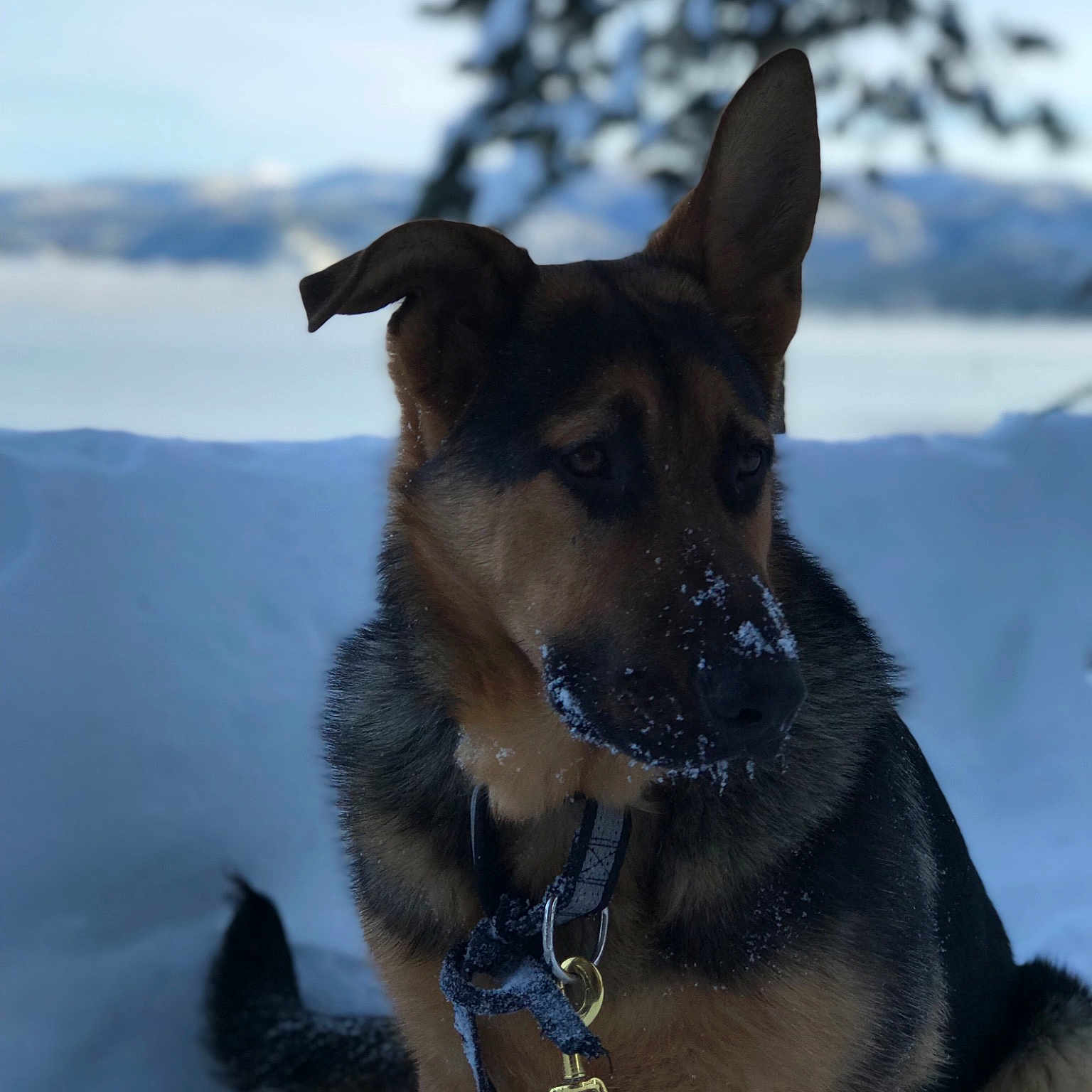 Stan joined the competition — help win amazing prizes! belgian_shepherd, bohemian_shepherd, canidae, carnivore, dog, dog_breed, east_european_shepherd, fawn, german_shepherd_dog, king_shepherd, kunming_wolfdog, mammal, old_german_shepherd_dog, rare_breed_dog, shiloh_shepherd_dog, snout, snow, vertebrate, winter, working_dog