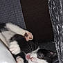 Stella is registered to the contest to win money with this photo: kitten, cat, black_and_white, playful, paw, mouth_open, blanket, cushion, texture, indoor, pet, fur, whiskers, closeup, cute, animal, feline, resting, cozy, young