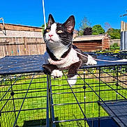 Stella joined the competition — help win amazing prizes! cat, black_and_white, outdoor, harness, cage, sunny, blue_sky, fence, grass, garden, pet, animal, daytime, leisure, domestic_cat, whiskers, ear, paw, resting, looking_up