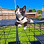 cat, black_and_white, outdoor, harness, cage, sunny, blue_sky, fence, grass, garden, pet, animal, daytime, leisure, domestic_cat, whiskers, ear, paw, resting, looking_up