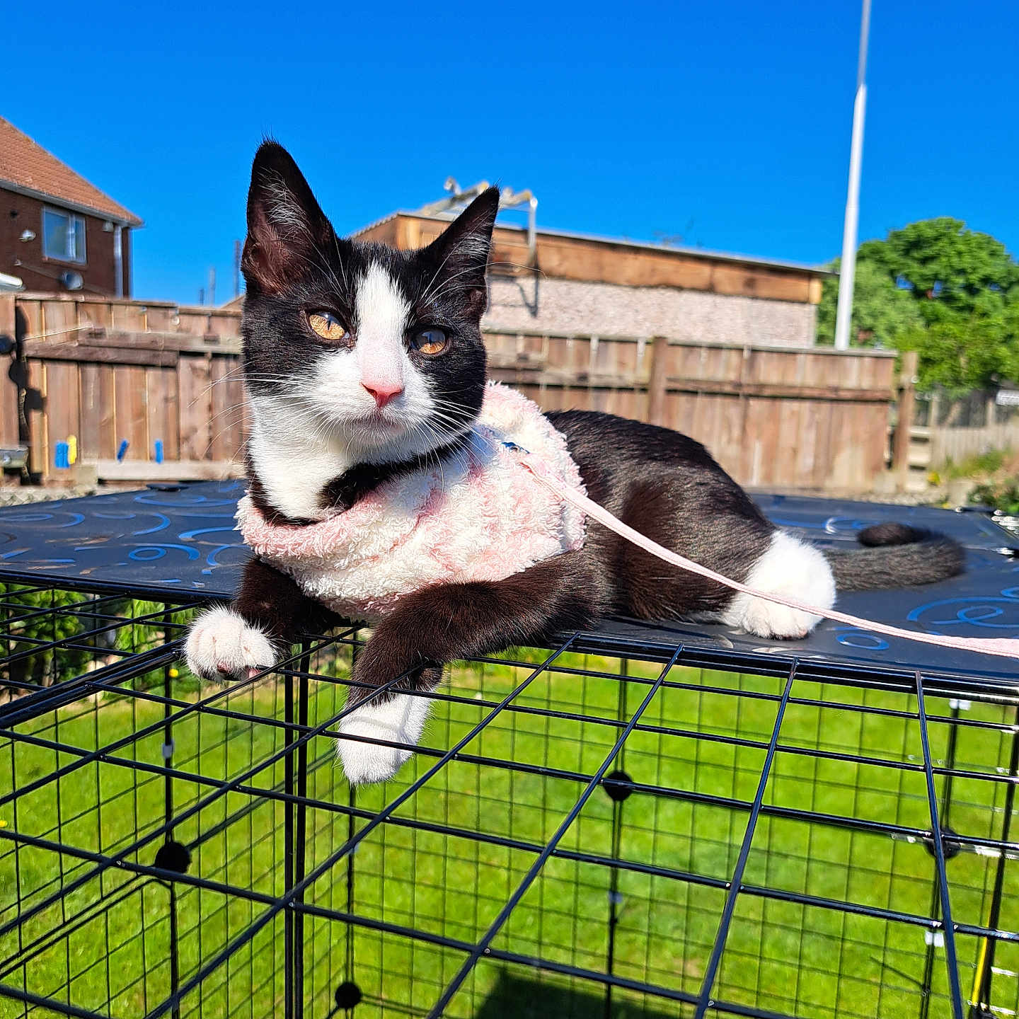 Stella joined the competition — help win amazing prizes! animal, black_and_white, blue_sky, cat, cute, daytime, ears, fence, grass, harness, house, leash, metal_cage, outdoor, pet, pink, resting, sunny, tail, whiskers