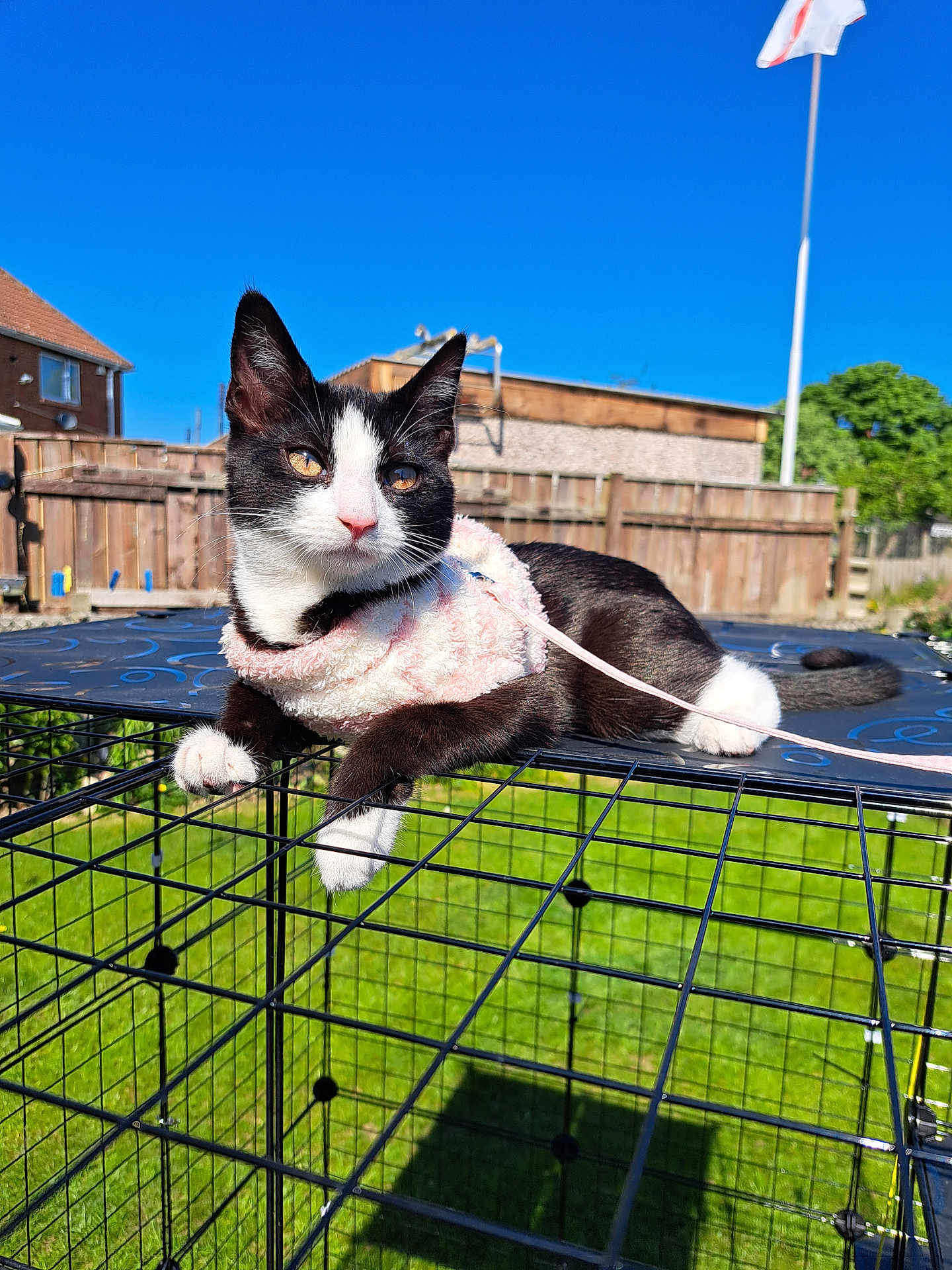 Stella joined the competition — help win amazing prizes! cat, black_and_white, outdoor, sunny, fence, blue_sky, harness, metal_cage, grass, house, pet, animal, leash, resting, daytime, ears, whiskers, tail, pink, cute