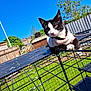 Stella joined the competition — help win amazing prizes! cat, black_and_white, pet, outdoor, backyard, sunny, metal_cage, green_grass, blue_sky, tree, fence, sweater, animal, curious, resting, daylight, nature, domestic_cat, fur, whiskers