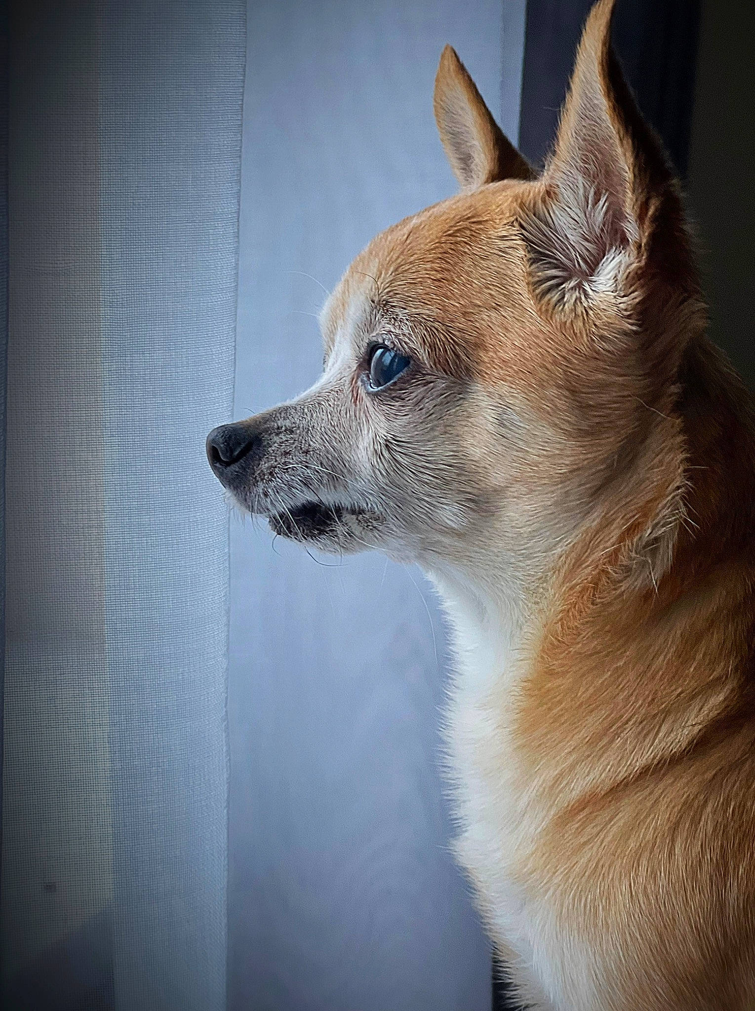 Murphy joined the competition — help win amazing prizes! ancient_dog_breeds, canidae, carnivore, companion_dog, dog, dog_breed, fawn, fur, non_sporting_group, snout, sporting_group, tail, terrestrial_animal, whiskers, wildlife, window