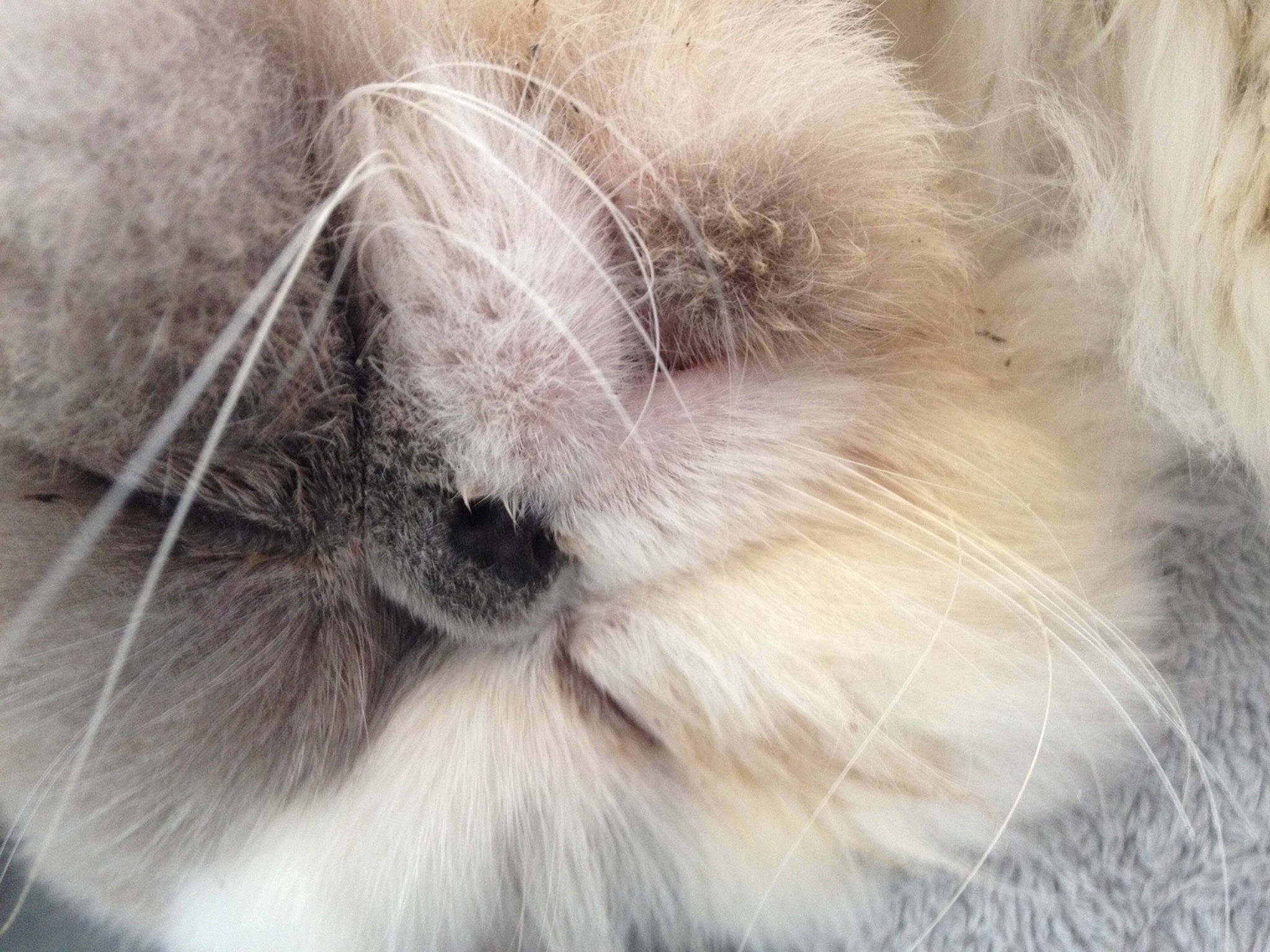 Mimi participe au concours pour gagner de l'argent avec cette photo : canidae, carnivore, cat, close_up, ear, fawn, felidae, fur, nose, paw, rabbit, rabbits_and_hares, skin, small_to_medium_sized_cats, snout, whiskers