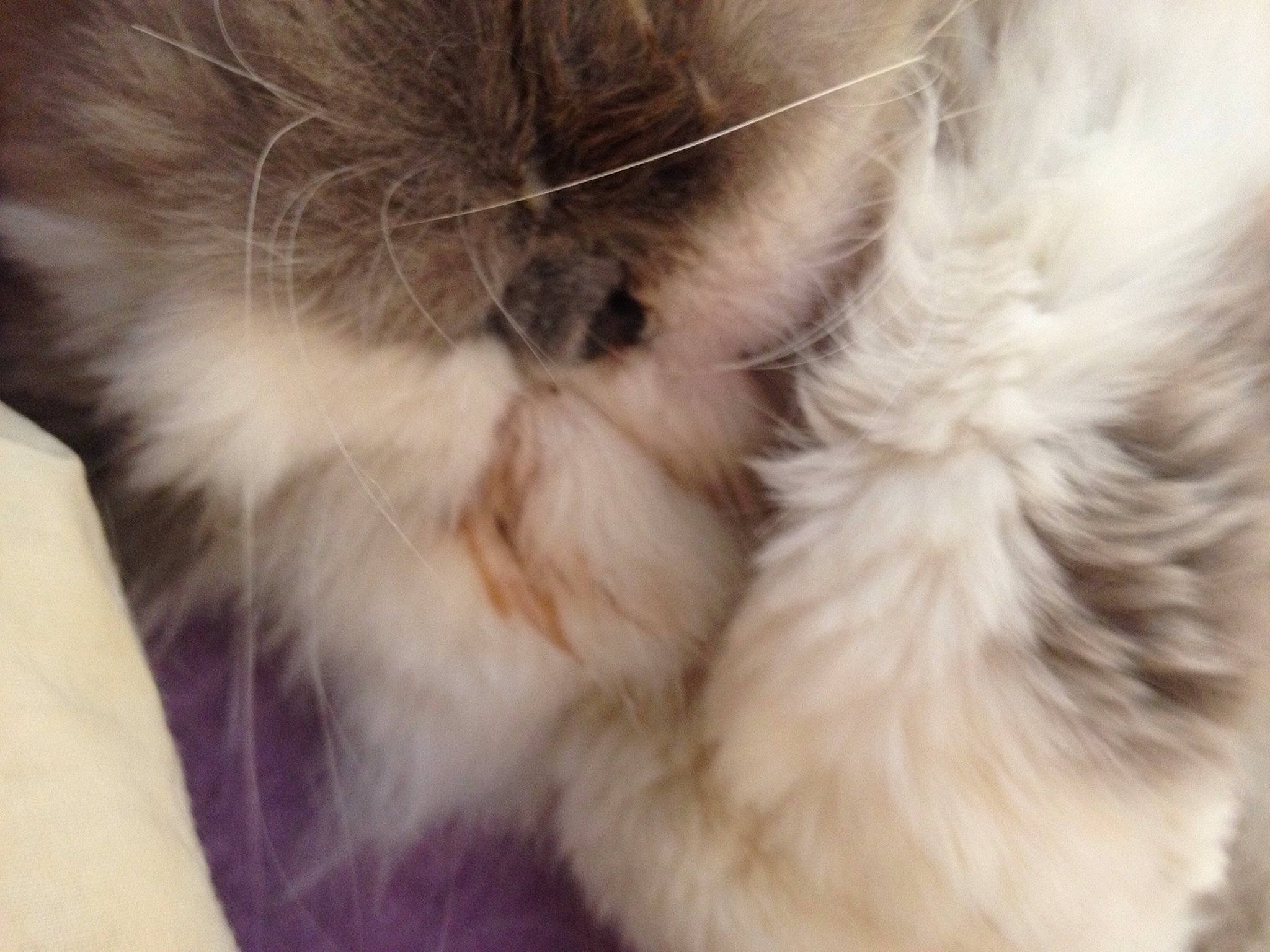 Mimi participe au concours pour gagner de l'argent avec cette photo : birman, carnivore, cat, close_up, domestic_long_haired_cat, ear, fawn, felidae, fur, kitten, nose, ragdoll, small_to_medium_sized_cats, snout, textile, whiskers