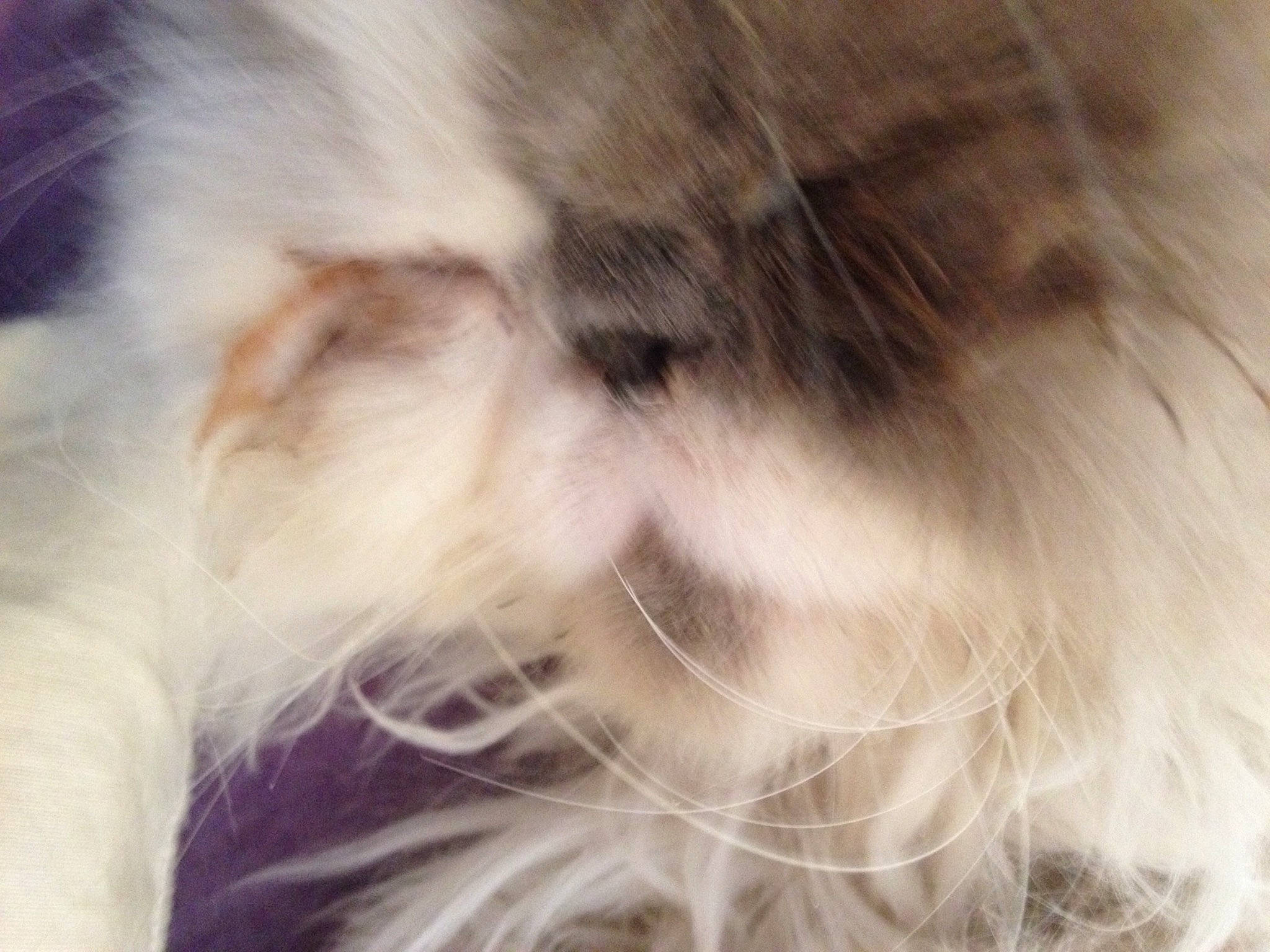 Mimi participe au concours pour gagner de l'argent avec cette photo : birman, canidae, carnivore, cat, dog, dog_breed, ear, eye, felidae, fur, lhasa_apso, nose, paw, puppy, puppy_love, ragdoll, shih_tzu, small_to_medium_sized_cats, whiskers