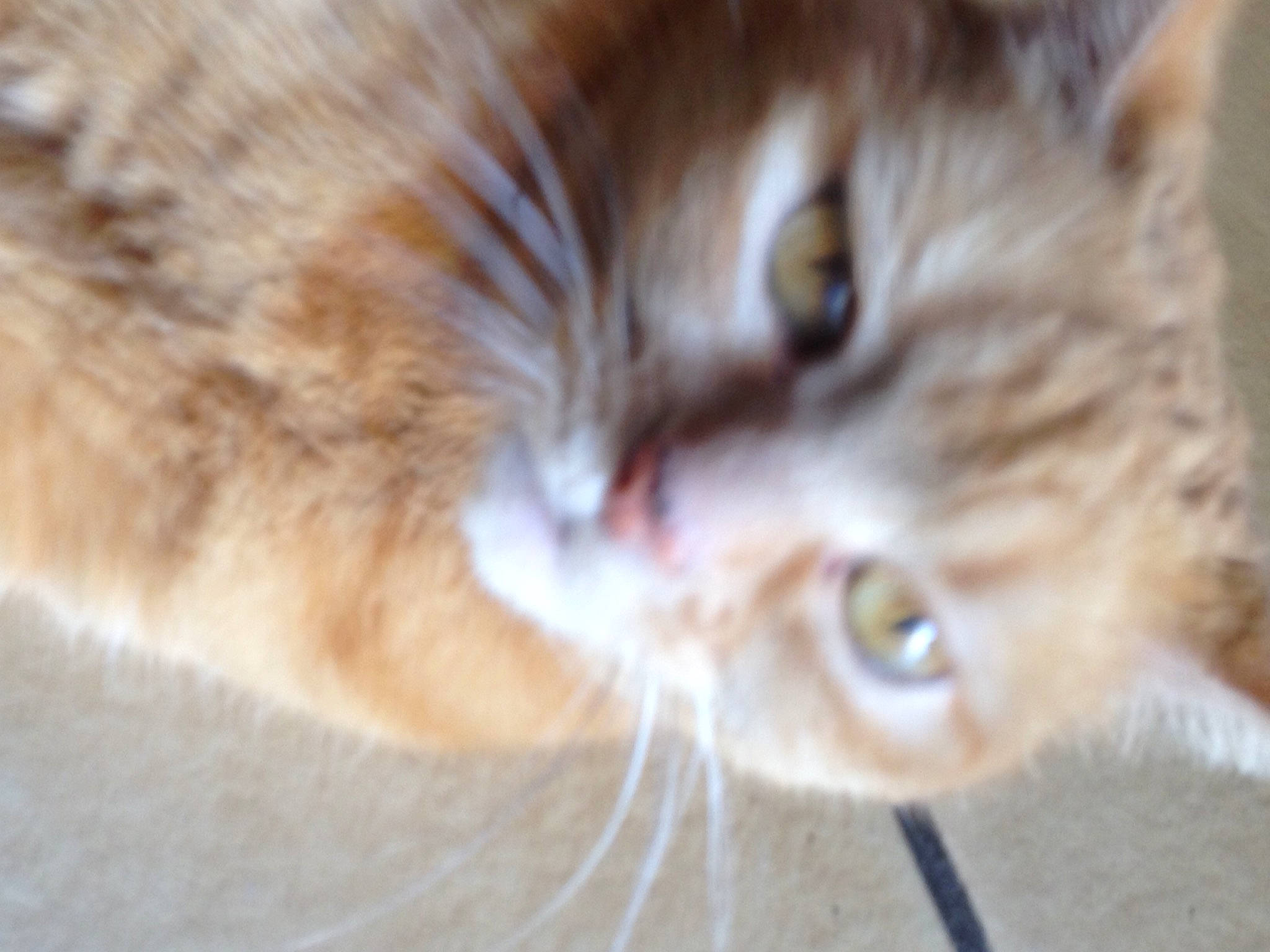 Nougat a rejoint le concours — aidez-le/la à gagner de superbes lots ! carnivore, cat, close_up, domestic_long_haired_cat, domestic_short_haired_cat, european_shorthair, eye, fawn, felidae, fur, iris, kitten, mammal, ojos_azules, polydactyl_cat, small_to_medium_sized_cats, snout, somali, tabby_cat, whiskers