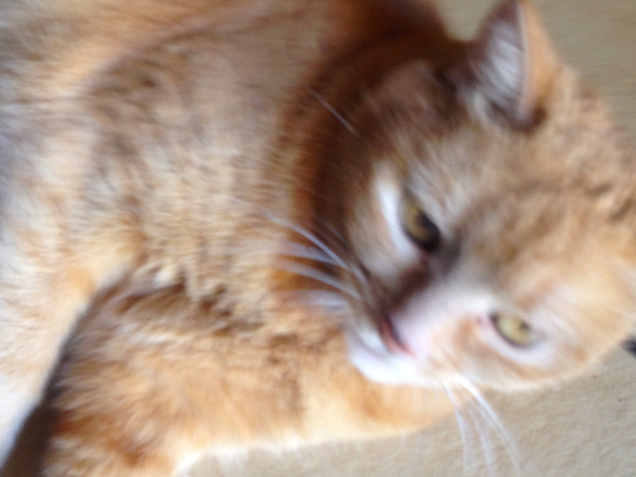 Nougat a rejoint le concours — aidez-le/la à gagner de superbes lots ! asian_semi_longhair, british_semi_longhair, carnivore, cat, close_up, domestic_long_haired_cat, domestic_short_haired_cat, european_shorthair, eye, fawn, felidae, fur, iris, mammal, nose, siberian, small_to_medium_sized_cats, snout, somali, whiskers