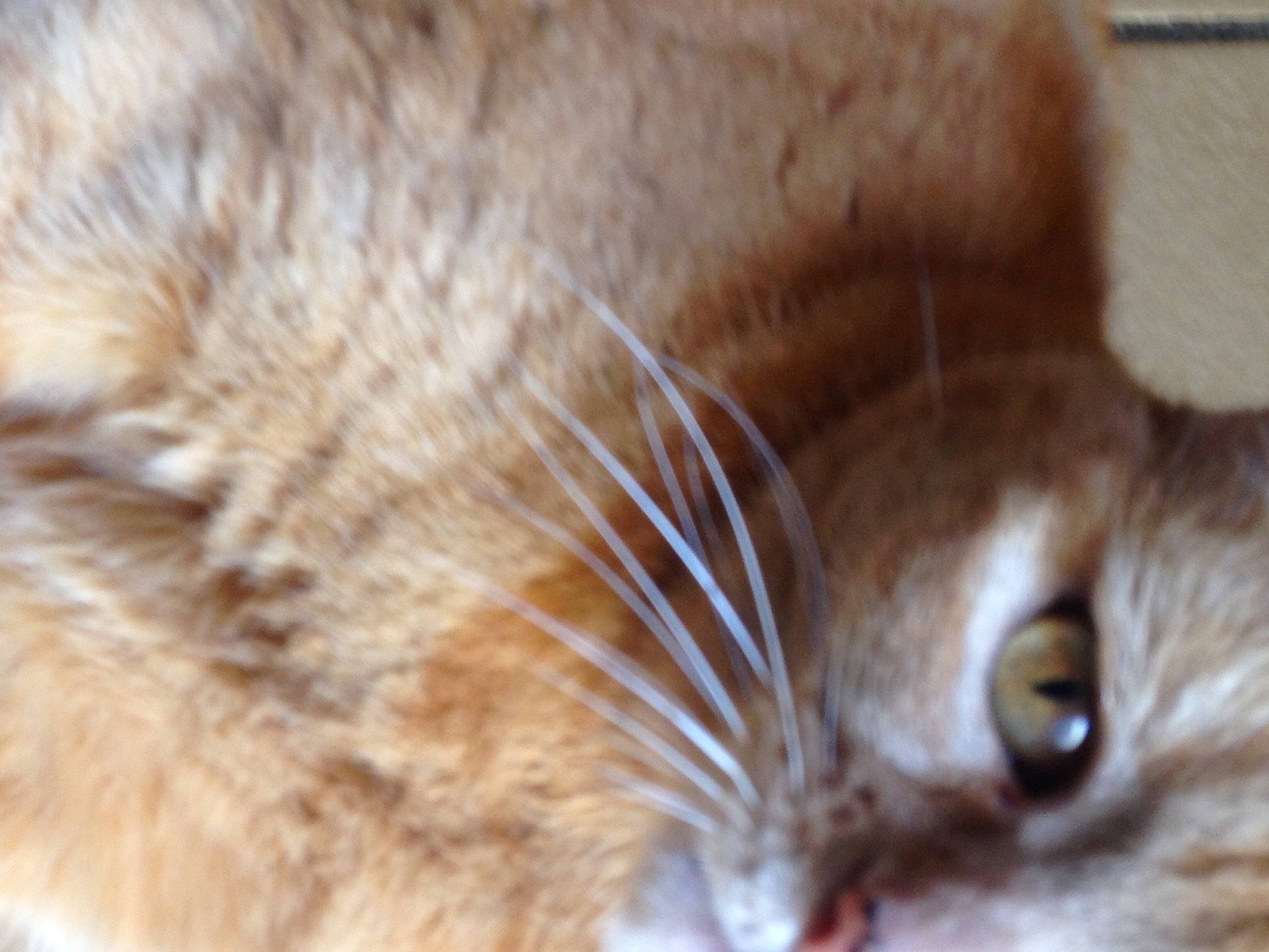 Nougat participe au concours pour gagner de l'argent avec cette photo : asian, carnivore, cat, close_up, european_shorthair, eye, fawn, felidae, fur, iris, mammal, nose, ojos_azules, organ, singapura, small_to_medium_sized_cats, snout, somali, tabby_cat, whiskers