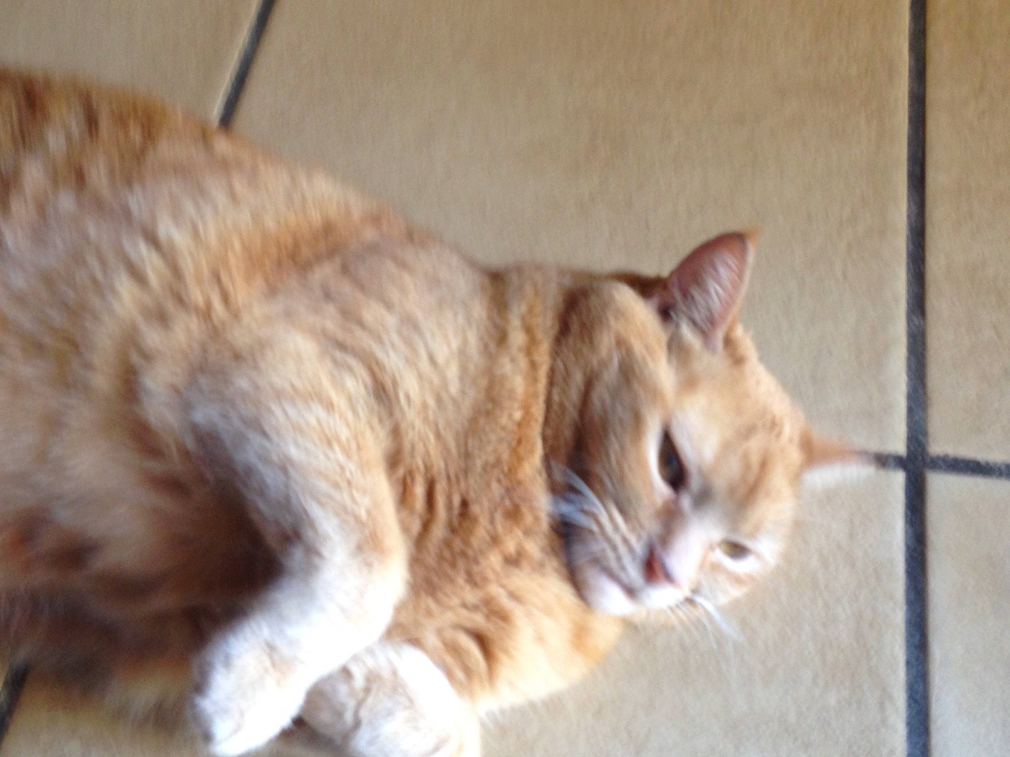 Nougat a rejoint le concours — aidez-le/la à gagner de superbes lots ! aegean_cat, arabian_mau, asian, australian_mist, carnivore, cat, domestic_short_haired_cat, dragon_li, ear, european_shorthair, fawn, felidae, fur, mammal, polydactyl_cat, small_to_medium_sized_cats, snout, tabby_cat, vertebrate, whiskers