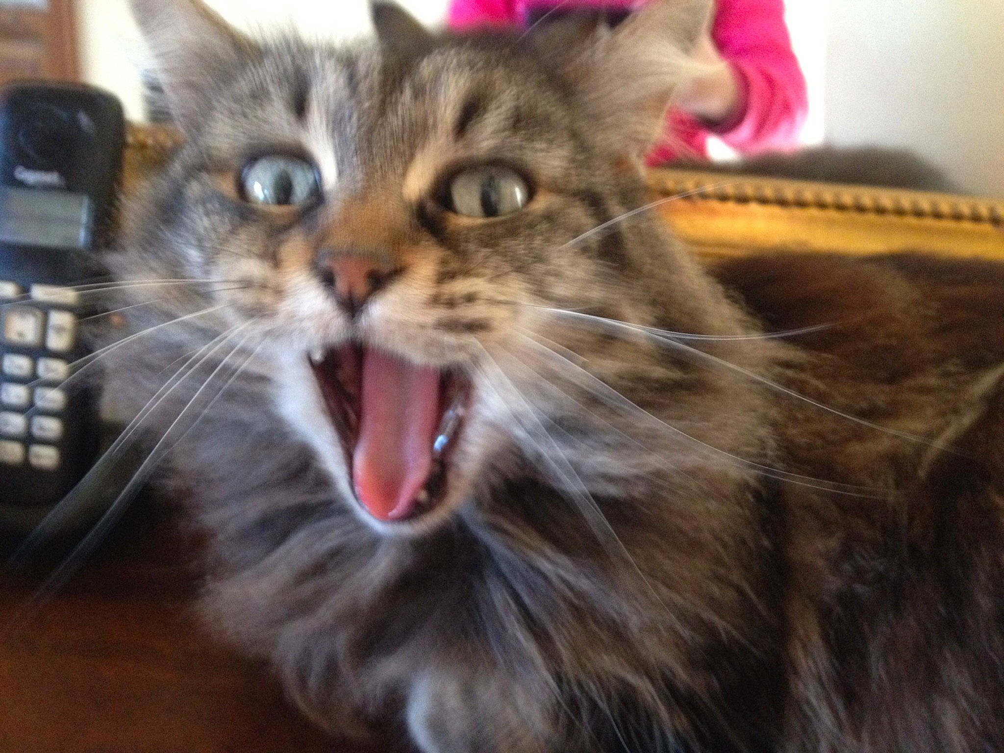 Cachou participe au concours pour gagner de l'argent avec cette photo : carnivore, cat, domestic_long_haired_cat, european_shorthair, facial_expression, fang, felidae, mammal, norwegian_forest_cat, organ, pixie_bob, siberian, small_to_medium_sized_cats, snapshot, snout, tabby_cat, tooth, vertebrate, whiskers, yawn