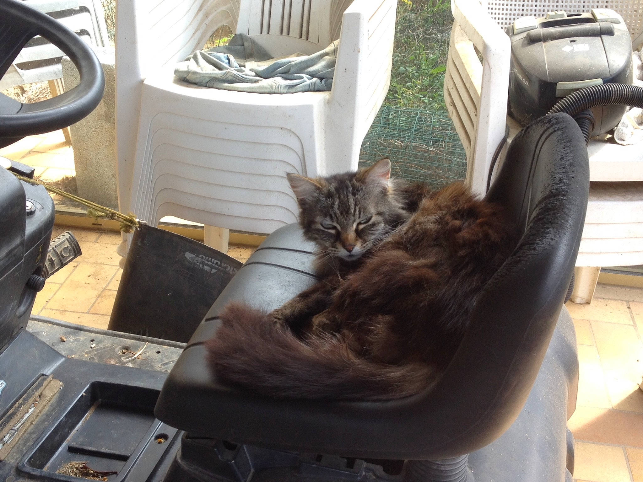 Cachou a rejoint le concours — aidez-le/la à gagner de superbes lots ! asian, carnivore, cat, chair, domestic_short_haired_cat, european_shorthair, felidae, fur, kitten, leg, plant, shoe, sitting, small_to_medium_sized_cats, tabby_cat, vehicle, whiskers, window