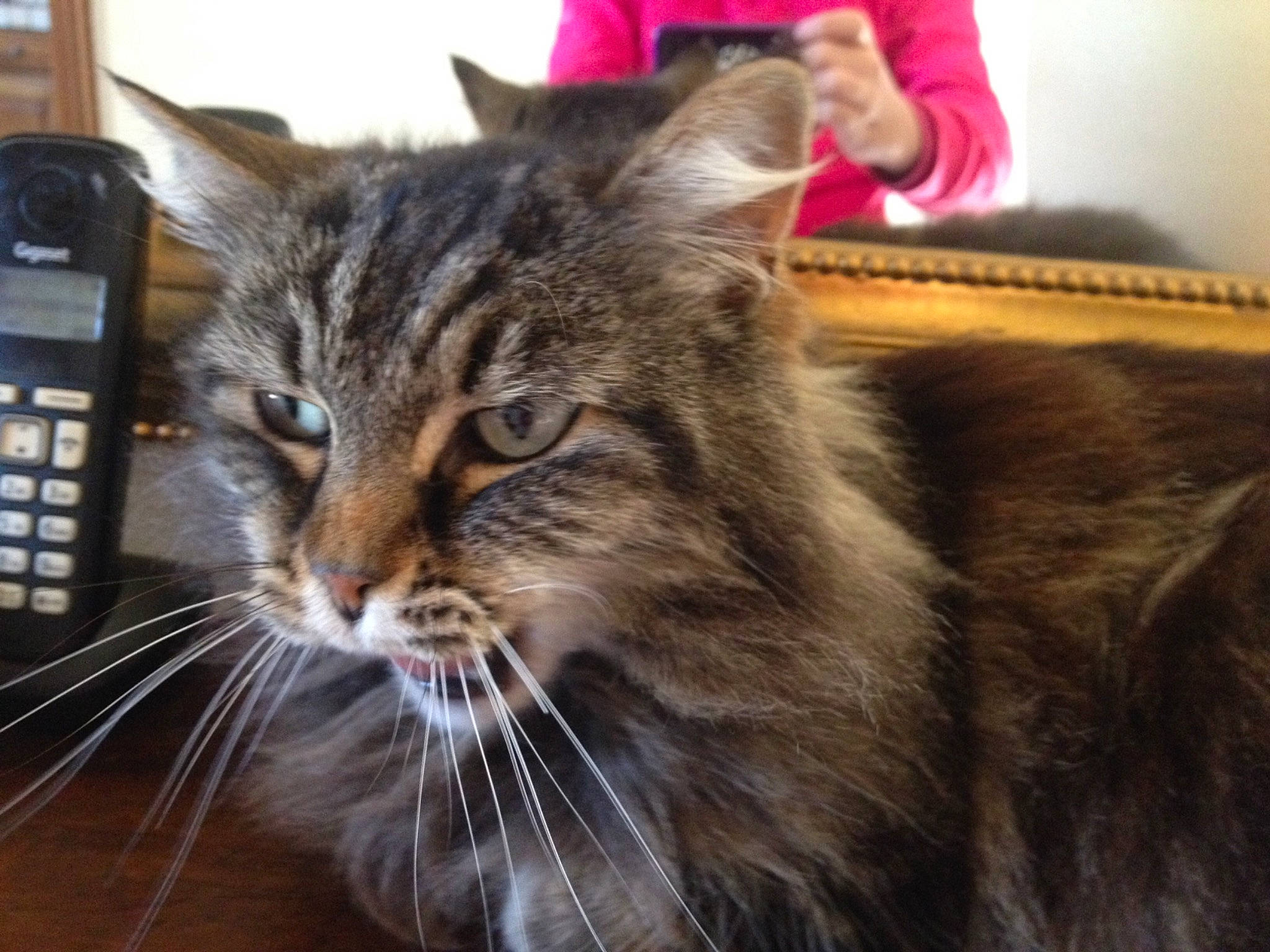 Cachou a rejoint le concours — aidez-le/la à gagner de superbes lots ! asian, carnivore, cat, domestic_long_haired_cat, domestic_short_haired_cat, dragon_li, european_shorthair, felidae, fur, maine_coon, mammal, norwegian_forest_cat, pixie_bob, siberian, small_to_medium_sized_cats, snout, tabby_cat, vertebrate, whiskers, wild_cat