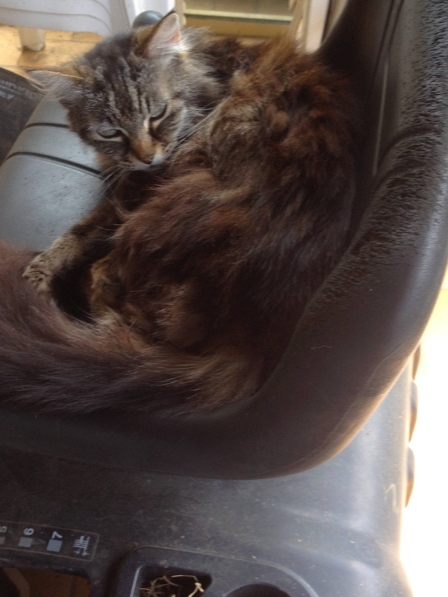 Cachou a rejoint le concours — aidez-le/la à gagner de superbes lots ! carnivore, cat, claw, domestic_short_haired_cat, ear, felidae, fur, hair, kitten, long_hair, maine_coon, small_to_medium_sized_cats, whiskers