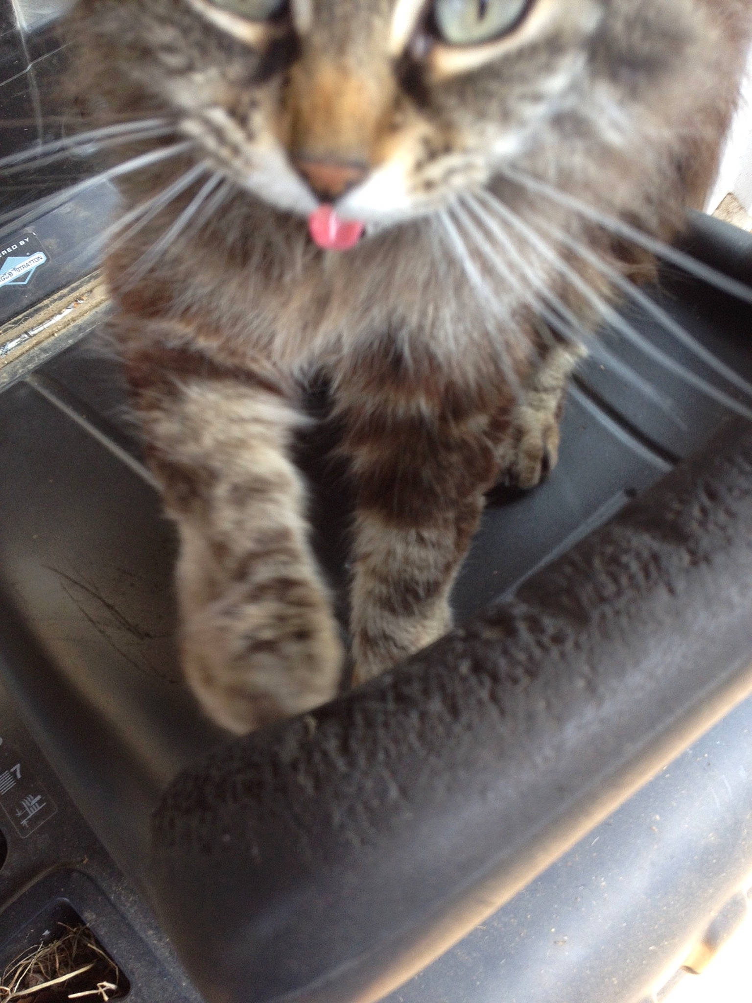 Cachou participe au concours pour gagner de l'argent avec cette photo : auto_part, automotive_wheel_system, carnivore, cat, claw, domestic_short_haired_cat, dragon_li, european_shorthair, felidae, fur, kitten, norwegian_forest_cat, paw, polydactyl_cat, small_to_medium_sized_cats, snout, tabby_cat, wheel, whiskers, wild_cat