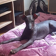 Yuki a rejoint le concours — aidez-le/la à gagner de superbes lots ! animal, canine, comfortable, cozy, dog, ears, floor, furniture, hairless_dog, household, indoor, natural_light, paws, pet_bed, pet_cave, pink_bed, relaxed, resting, stretching, wooden_shelf