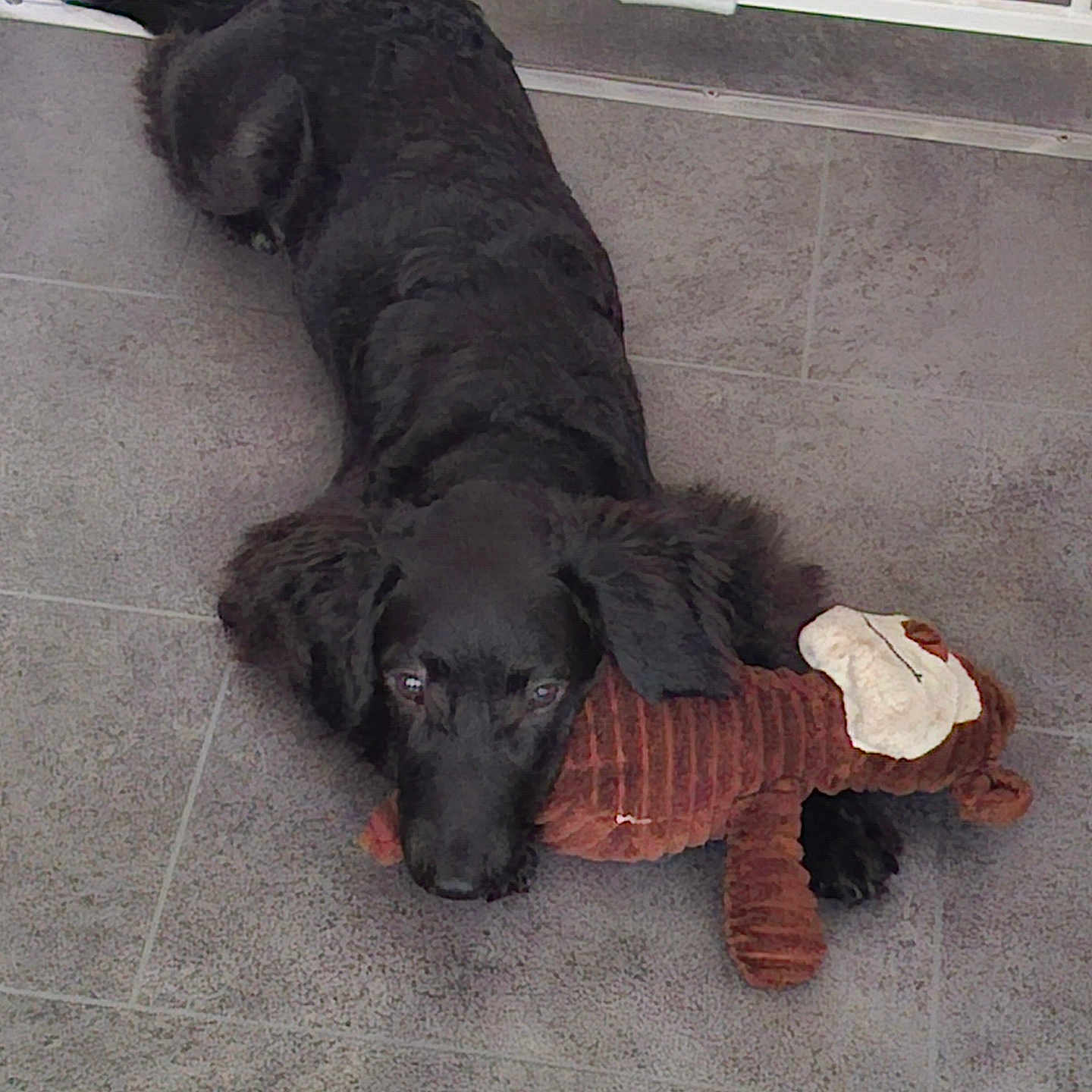 Loki is registered to the contest to win money with this photo: animal, black_dog, canine, companion, cute, dog, domestic_animal, favorite_toy, floor, fur, indoor, looking_up, lying_down, pet, playful, resting, soft_toy, stuffed_toy, tile_floor, toy