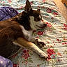 Peanut joined the competition — help win amazing prizes! animal, bed, blanket, brown_fur, canine, comfort, cozy, dog, ear, floral_pattern, home, indoor, paw, pet, quilt, relaxed, resting, sleepy, soft_lighting, white_fur